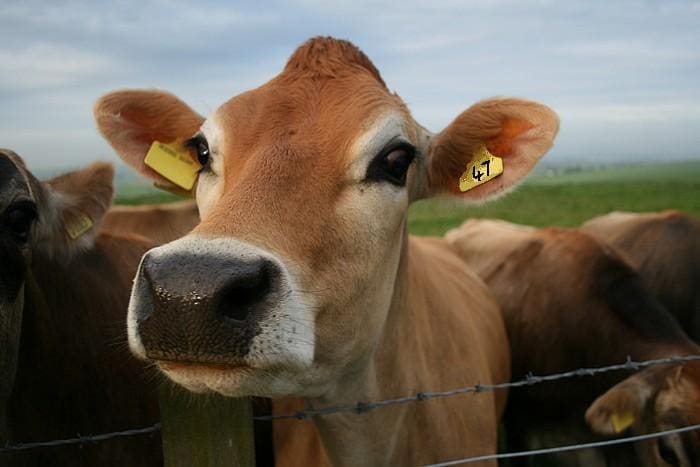 Cow with ear tags