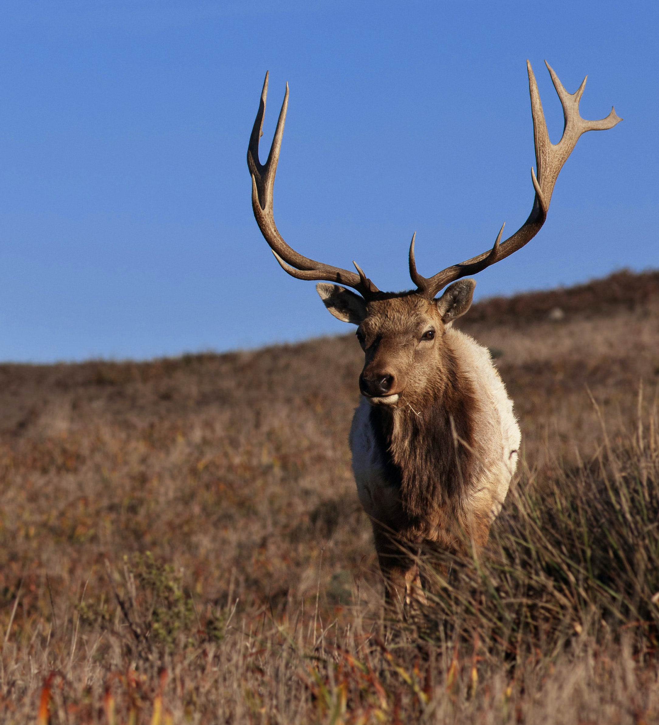 Elk standing on hillside