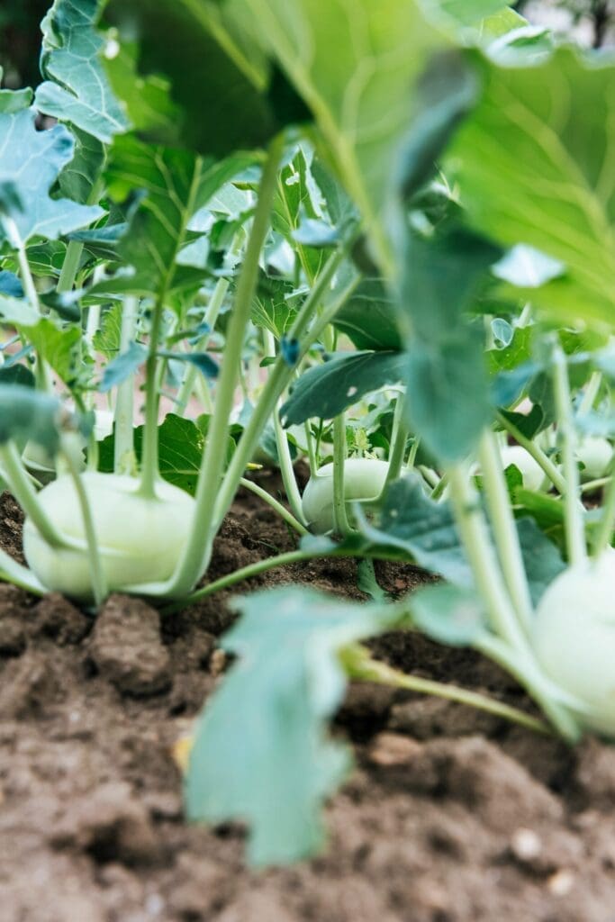 Ground level view of vegetable planted in field